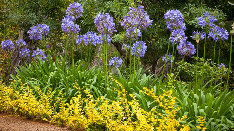 Schmucklilien oder Agapanthus sind auch als Afrikanische Lilie bekannt.