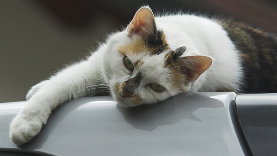 Katzen gehen nicht nur gerne über Autos, sie ruhen sich auch gerne auf der warmen Carosserie aus.