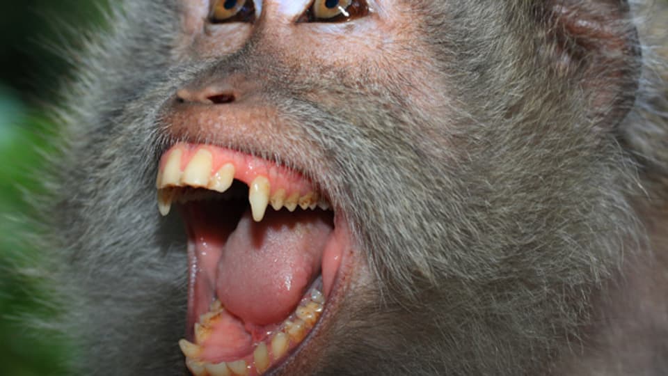 Affen können ganz schön heftig zubeissen.