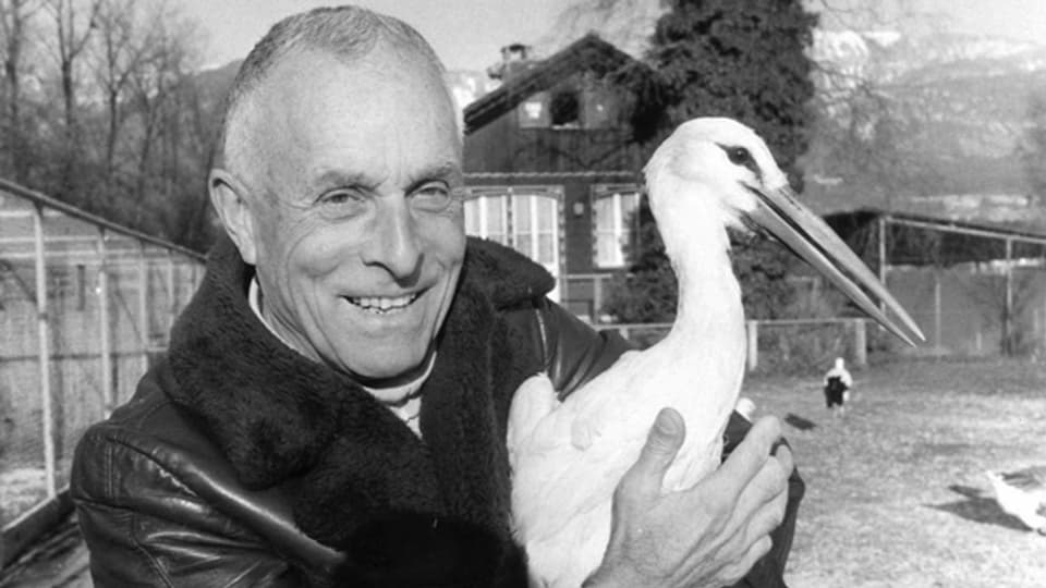 Undatiertes Archivbild von «Storchenvater» Max Blösch. 1948 gründete er in Altreu eine Storchenstation, wo er mit Jungvögeln einen neuen Storchenbestand aufbaute.