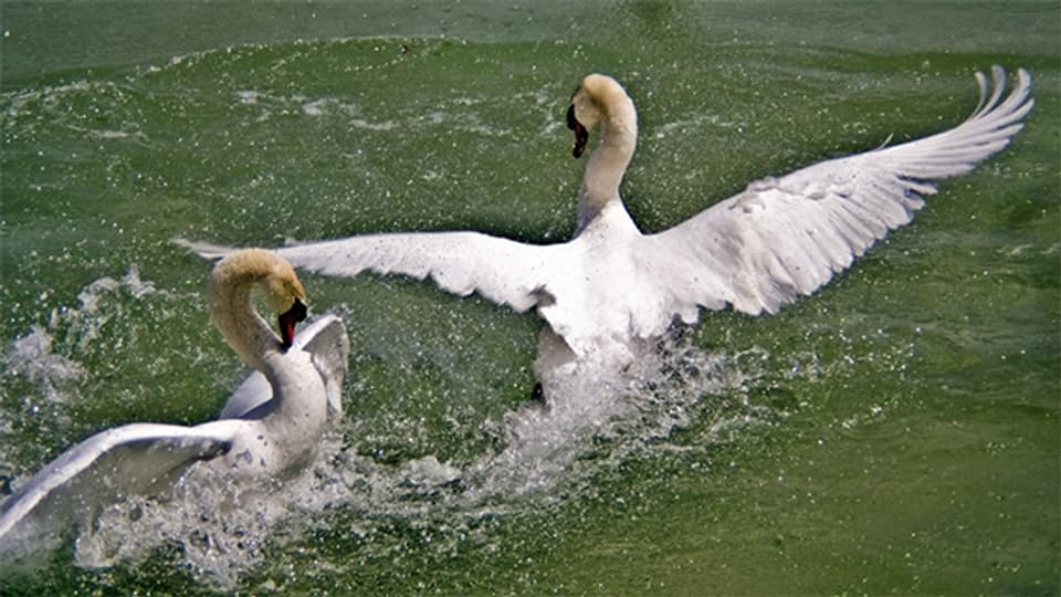 Zahlreiche Wasservögel tummeln sich vor allem im Spätsommer am Mindelsee.
