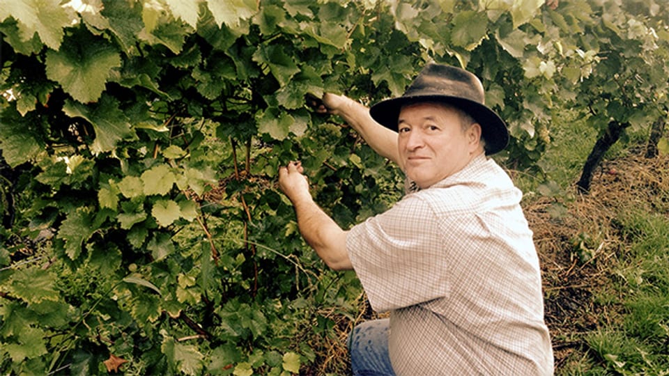 Weinbauer Peter Hornstein besitzt Rebstöcke in Bayern und Österreich.