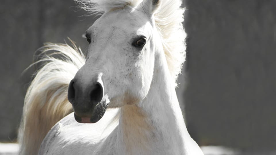 «Cavallino bianco» heisst auf Deutsch kleines weisses Pferd.