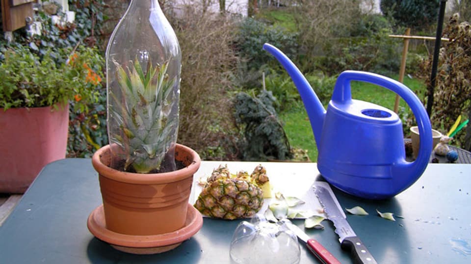 Nach vier Schritten sitzt der Ananas-Setzling gut geschützt in der Pet-Flasche.