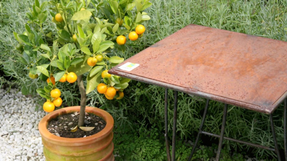 In der warmen Jahreszeit sind Zitruspflanzen in der Regel pflegeleicht, dafür beim Überwintern anspruchsvoll.