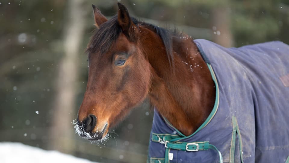 Ein Pferde würde die winterlichen Temperaturen eigentlich gut aushalten, sofern es über ein Winterfell verfügt.