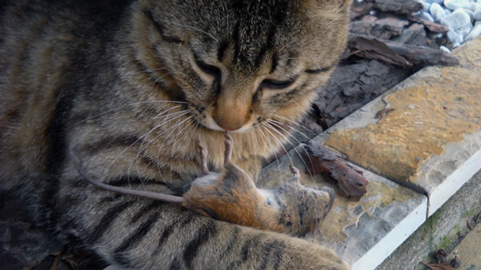 Katzen sind beim Futter wählerisch.