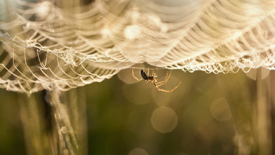 Es ist vollbracht! Eine Spinne hat ihr verfängliches Netz vollendet.