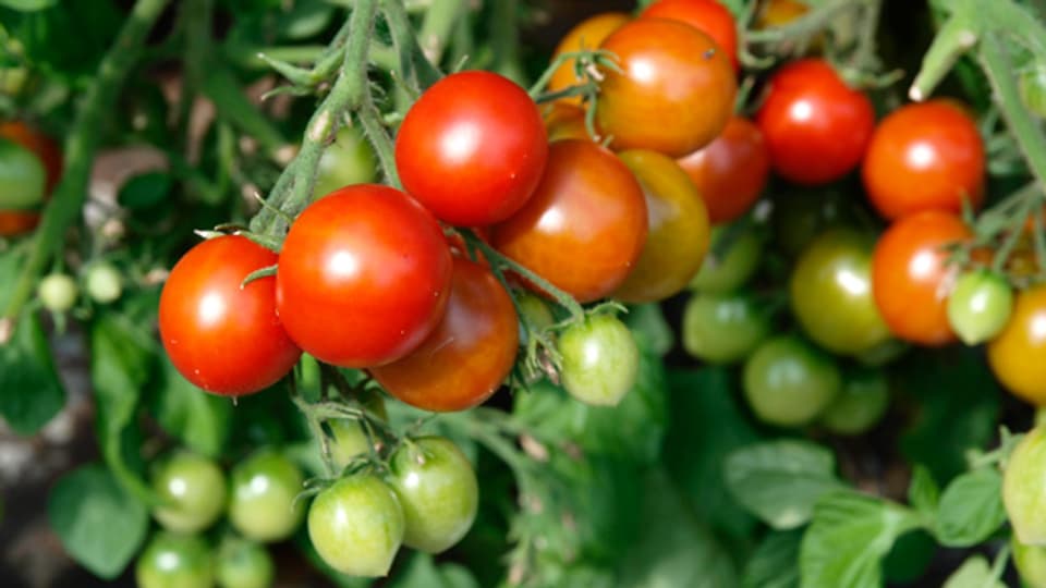 Die Tomate ist eine Pflanzenart, deren Früchte Beeren sind.