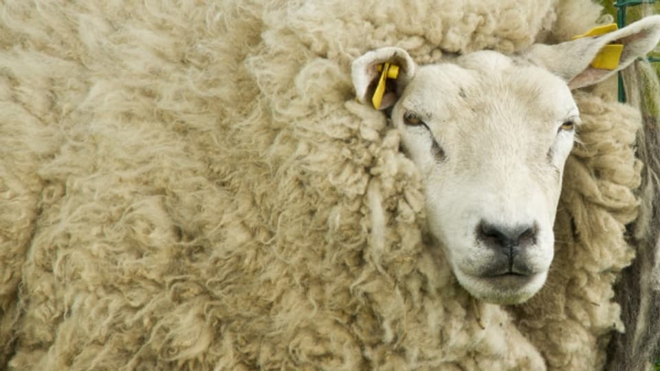 Ein besonders wolliges Exemplar eines Schafs.