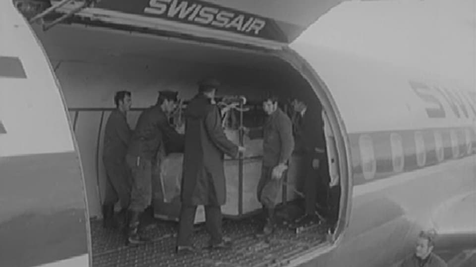 Killerwal «Clovis» wird am Flughafen Zürich umgeladen.