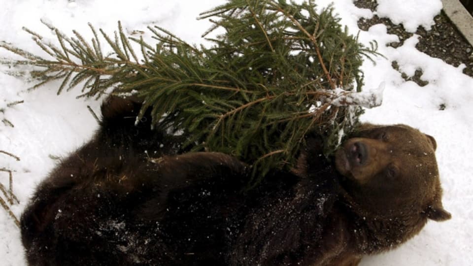 Vor 40 Jahren griff ein Bär im Berner Bärengraben einen Wärter an.