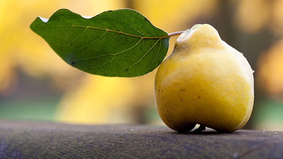 Der Quittenbaum kommt ursprünglich aus dem Mittleren Osten und hiess Kydòmalon, übersetzt «kydonischer Apfel».