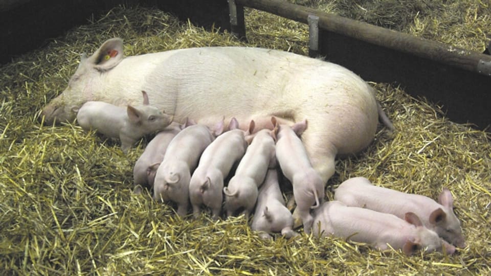 Schweinezucht war im Säuliamt früher wohl sehr verbreitet.