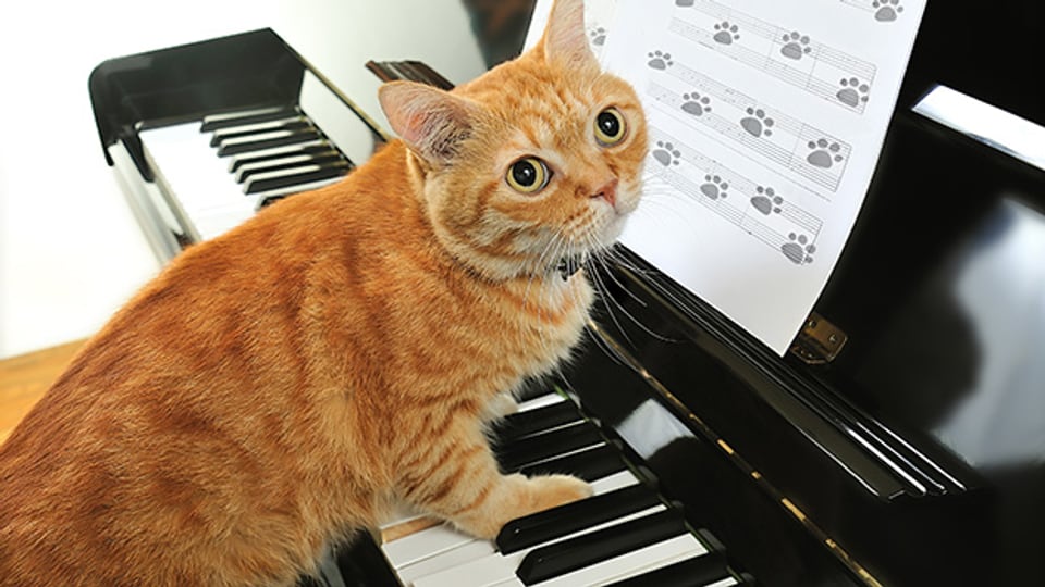 Nicht Katzenmusik, sondern Katzen und andere Tiere in der Musik.