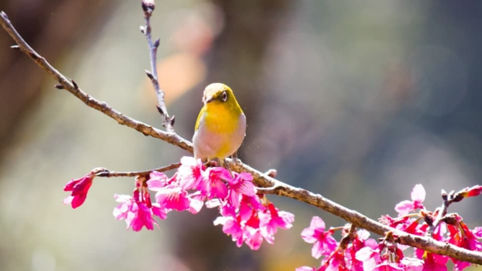 Die Vögel verbreiten Frühlingsstimmung mit Gesang.