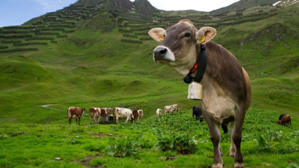 Die Kühe geniessen die Freiheit auf der Alp.
