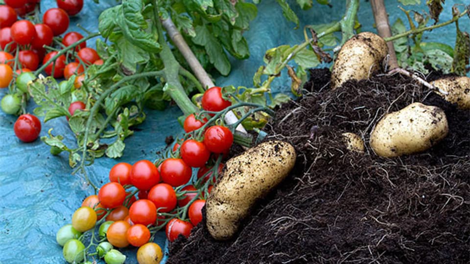 Eine Entwicklung aus der Gemüseveredelung: Bei der sogenannten TomTato wurden Tomaten auf Kartoffeln veredelt.