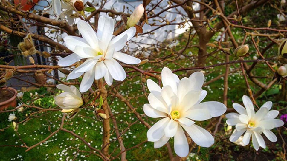 Im Garten von Bernhard Siegmann haben sich die ersten Blüten der Sternmagnolie bereits geöffnet.
