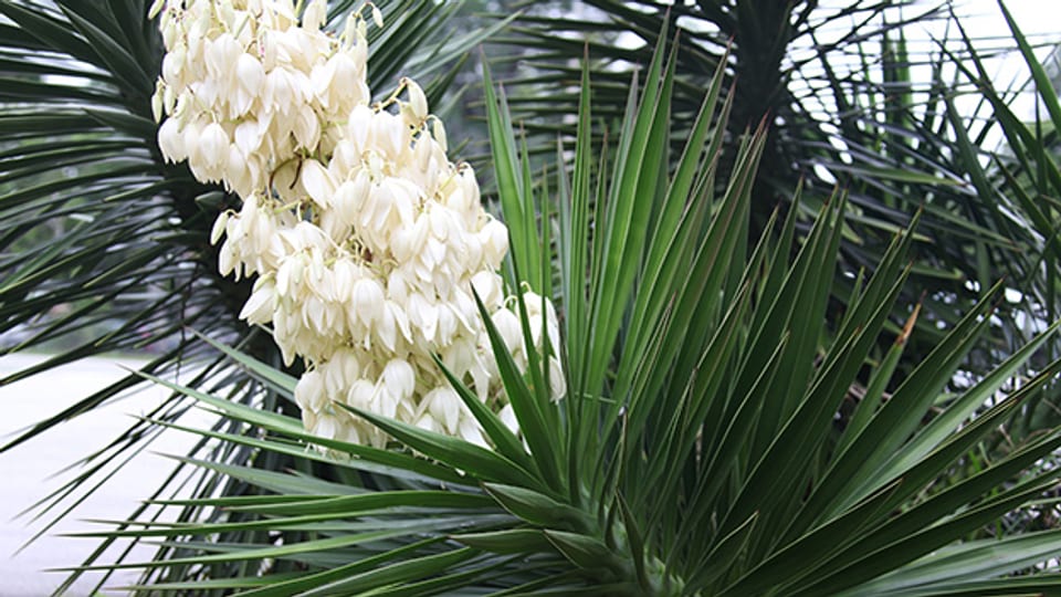Die Blüten der Palmlilie erinnern an kleine Glocken.