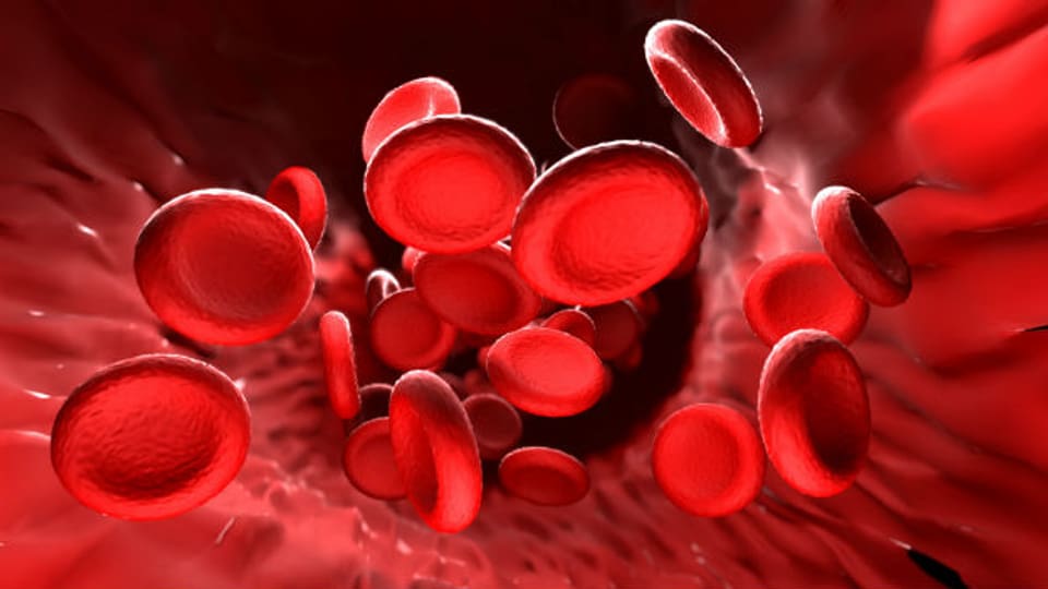 Blutkörperchen – stark vergrössert – fliessen durch die Blutbahn.