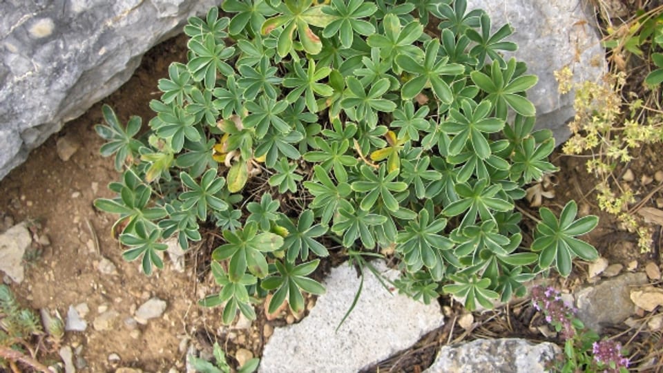 Der Alpen-Frauenmantel ist eine mehrjährige, krautige Pflanze.