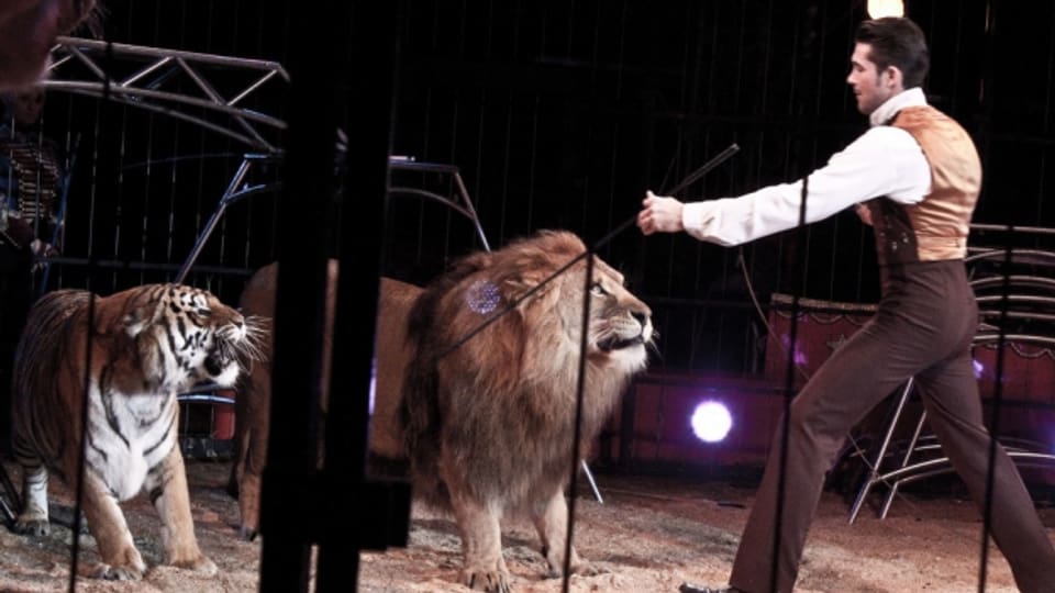 Zirkusnummern mit Tieren sind umstritten aber spannend.