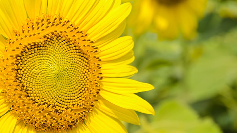 «gibeligääl» wie zum Beispiel eine Sonnenblume.