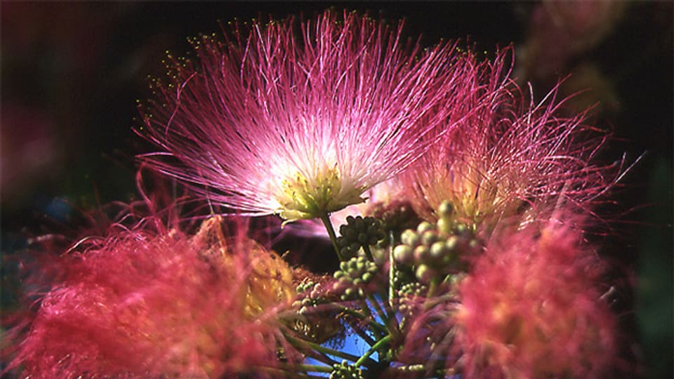 Die kugelförmigen und feingliedrigen Blüten der Seidenakazie, auch bekannt als Seidenbaum.