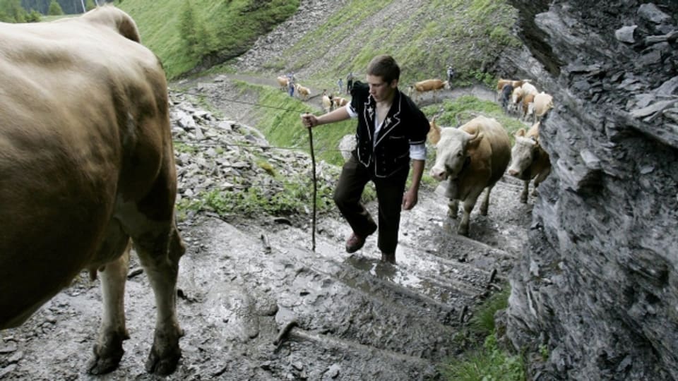 Sennen treiben ihre Kühe von Adelboden auf die Engstligenalp (Foto von 2007)