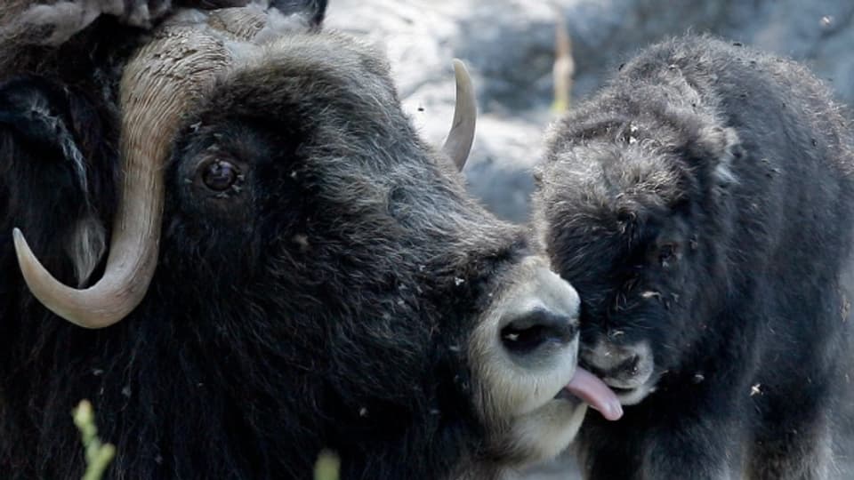 Ein Bild aus dem Dählhölzli: Eine Moschusochsen-Kuh leckt ihr Neugeborenes.