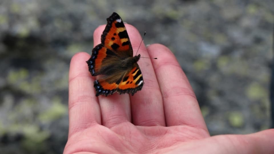 Jährlich werden etwa 700 Schmetterlingsarten neu entdeckt.