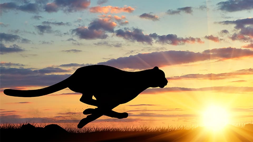 Als schnellstes Landtier der Welt ist der Gepard «gääj» unterwegs.