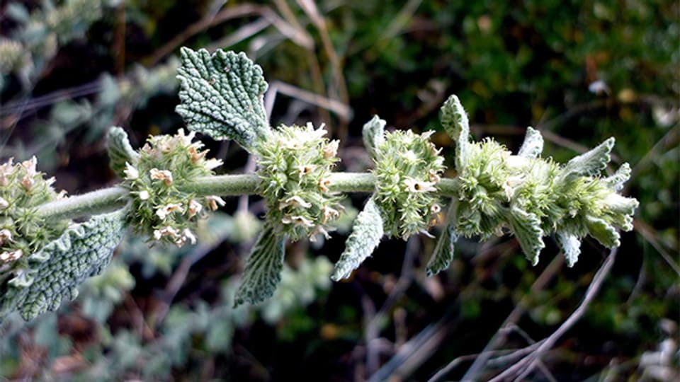 Der Gemeine Andorn (Marrubium vulgare) wurde zur Arzneipflanze des Jahres 2018 gekürt.