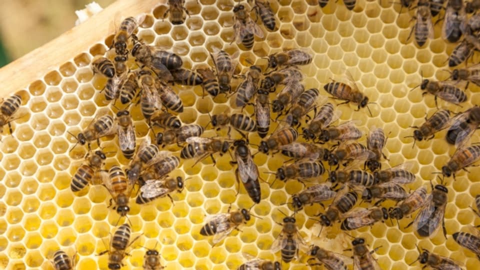Immer mehr Bienen ziehen vom Land in die Stadt. Ganze Schwärme leben auf Dächern und Terrassen, betreut von Stadtimkern.