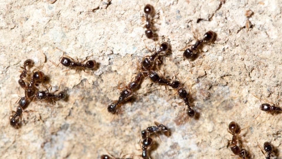 Ameisen sind oft hilfreich im Garten.