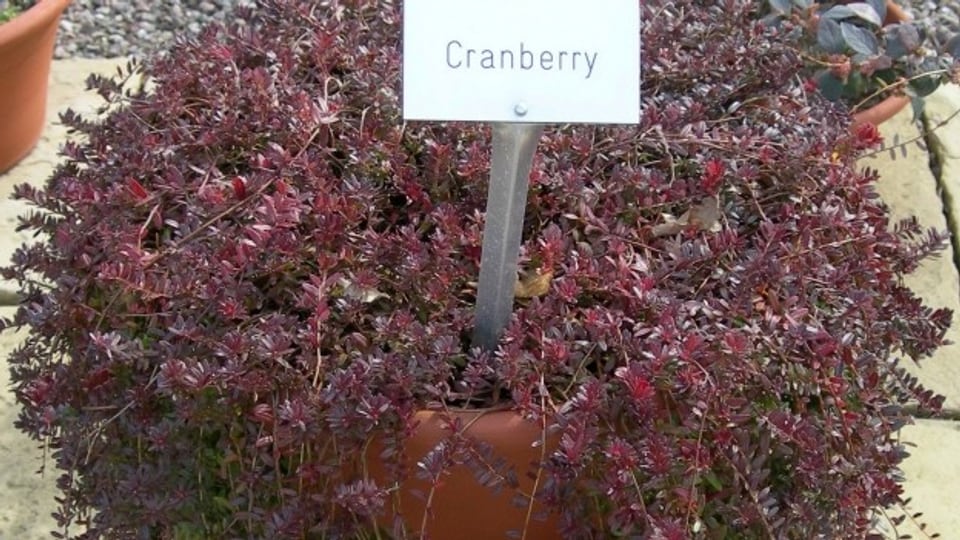 Die Cranberry-Pflanze mit ihren langen, herunter hängenden Trieben.