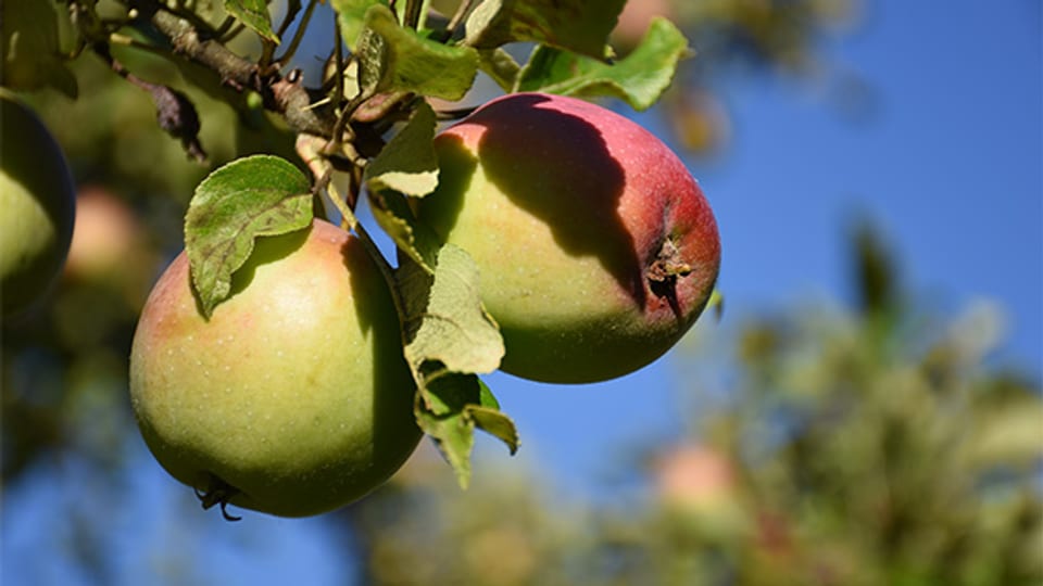 Affolter hat ursprünglich einen Ort bezeichnet, an dem mehrere Apfelbäume gestanden haben.
