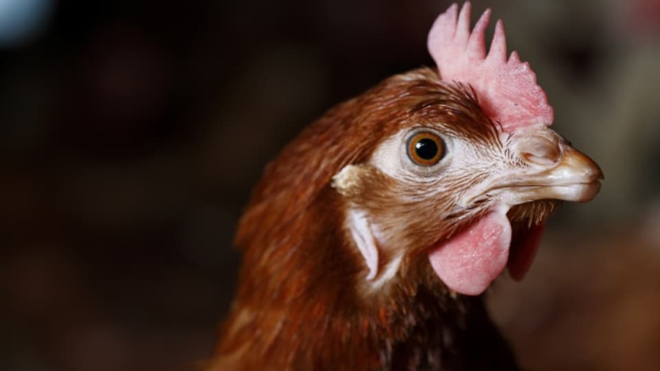 Das Huhn ist seit Jahrtausende unser Nutztier.