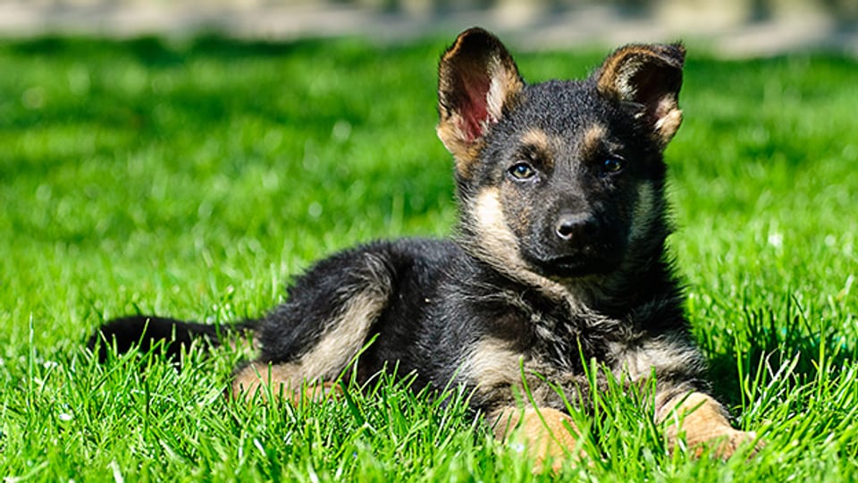 In der Schweiz meint das Wort Hund sowohl das Tier als auch einen nicht gemähten Streifen Gras.
