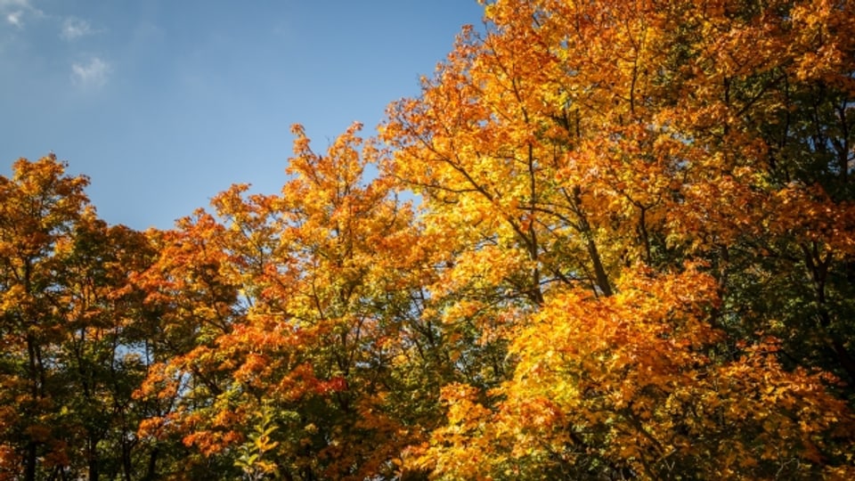 Die typischen Merkmale des Indian Summer sind warme Temperaturen, ein strahlend blauer Himmel und Laub- und Mischwälder, deren Herbstlaub besonders intensiv verfärbt ist.