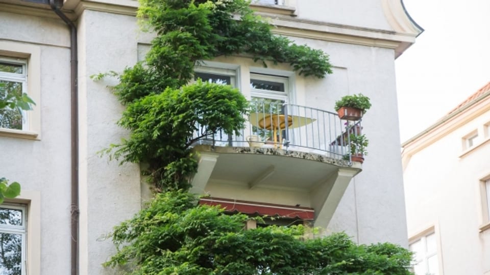 Kletterfplanzen verschönern Hausfassaden und sorgen für Lebensraum.