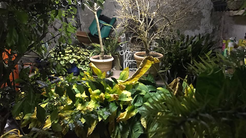 Ein Naturkeller: Wegen der Luftfeuchtigkeit das ideale Winterquartier für Pflanzen.