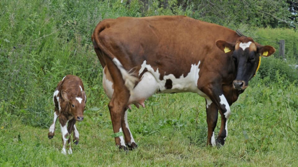 «Ein Zwerglein pachtet eine Kuh», erzählt von Martin Niedermann.
