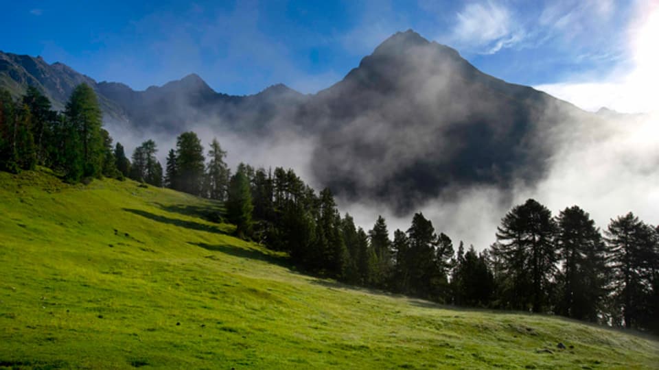 Alpenwiese im Schweizerischen Nationalpark zwischen der Alp Grimmels und Il Fuorn,