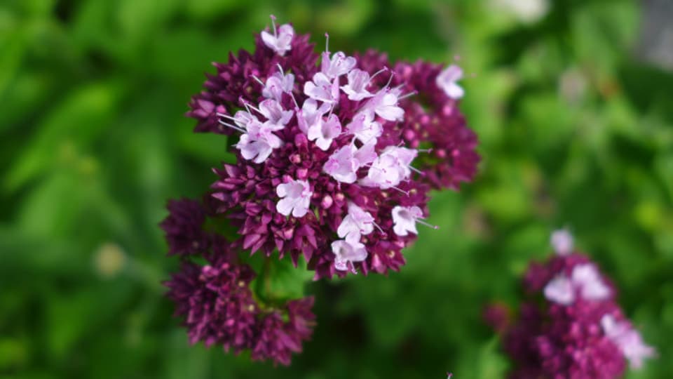 Die rosa-violetten Blüten des einheimischen Oregano.