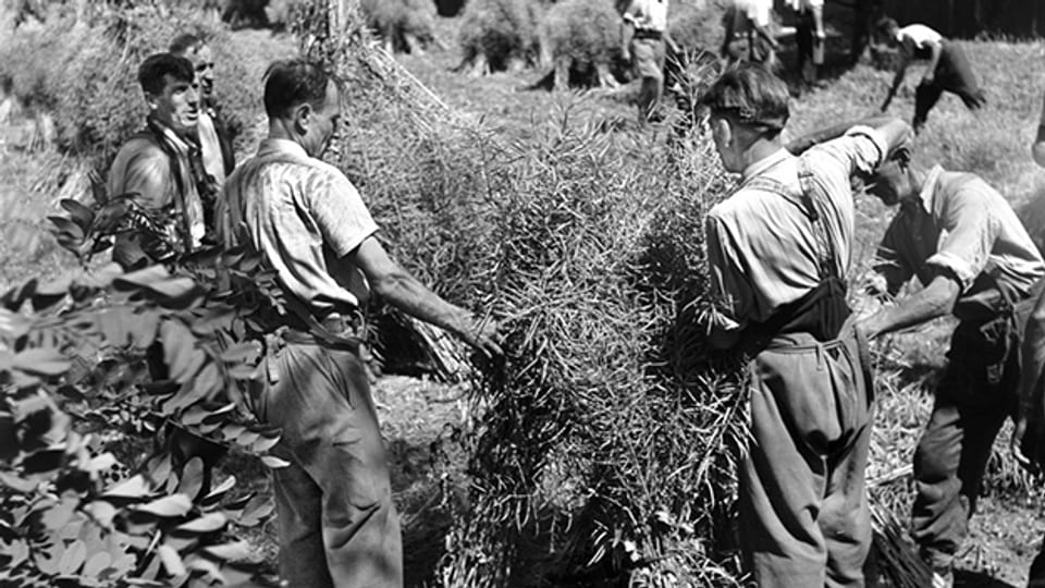 Maenner ernten im Juli 1944 Raps in Zuerich, der im Rahmen der schweizerischen Anbauschlacht waehrend des Zweiten Weltkriegs auch auf staedtischen Freiflaechen angepflanzt worden ist. (KEYSTONE/PHOTOPRESS-ARCHIV/Str)