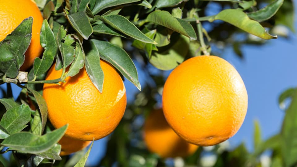 Orangen gedeihen offenbar auch in höheren Lagen.