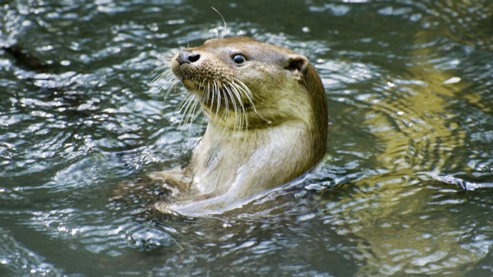 Die ersten Otter oder Oetterlis waren entweder Otterfänger oder Langschläfer, haben etwas «streng» gerochen oder hatten eine glänzende Haarpracht..