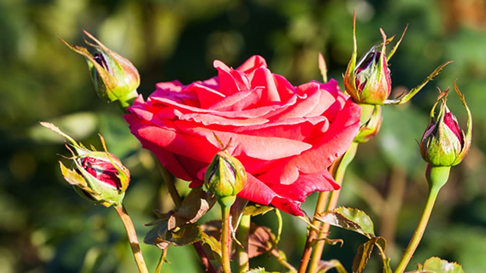 Am wahrscheinlichsten leiten sich die Familiennamen Roos und Rösli von der Rose als Blume ab.
